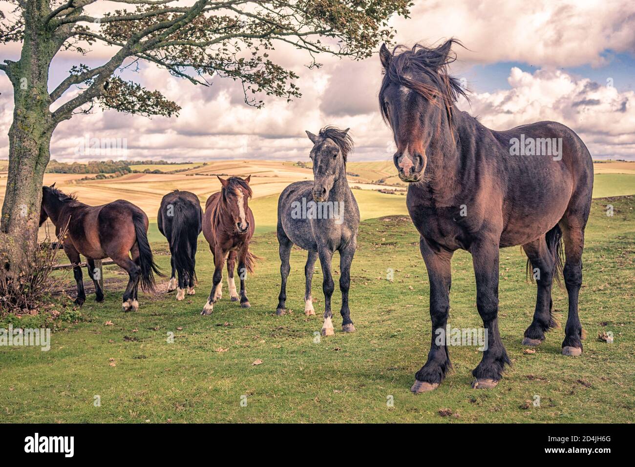 Cinque pony selvaggi sul Cissbury Ring sul South Downs con colline ondulate e terreni agricoli. Foto Stock