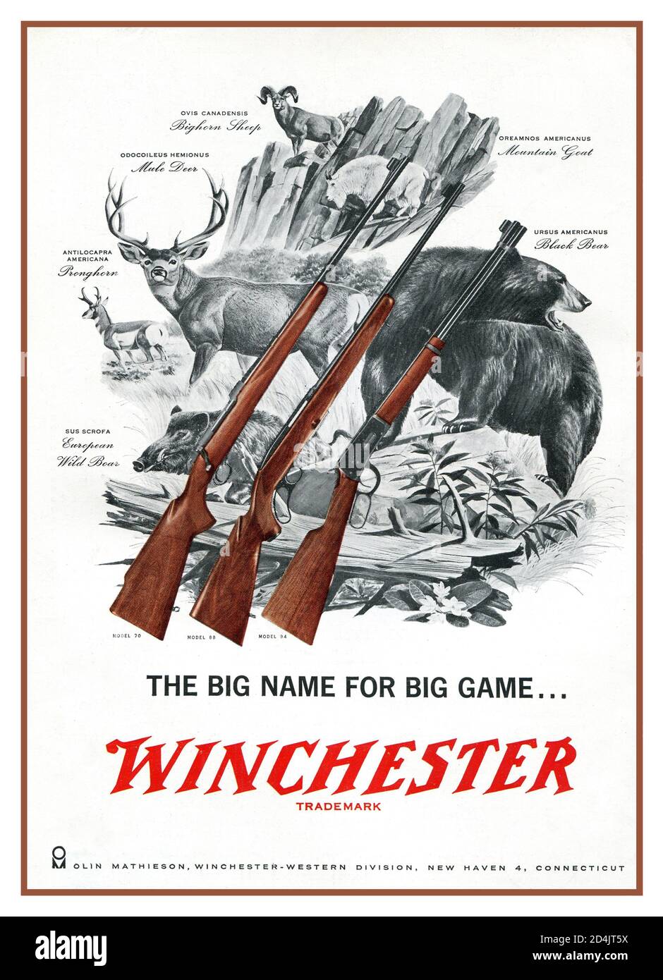 1950's American Guns Poster di pubblicità promozione di grande gioco sparando Winchester Rifle Annuncio 'il grande nome per il grande gioco' USA Foto Stock