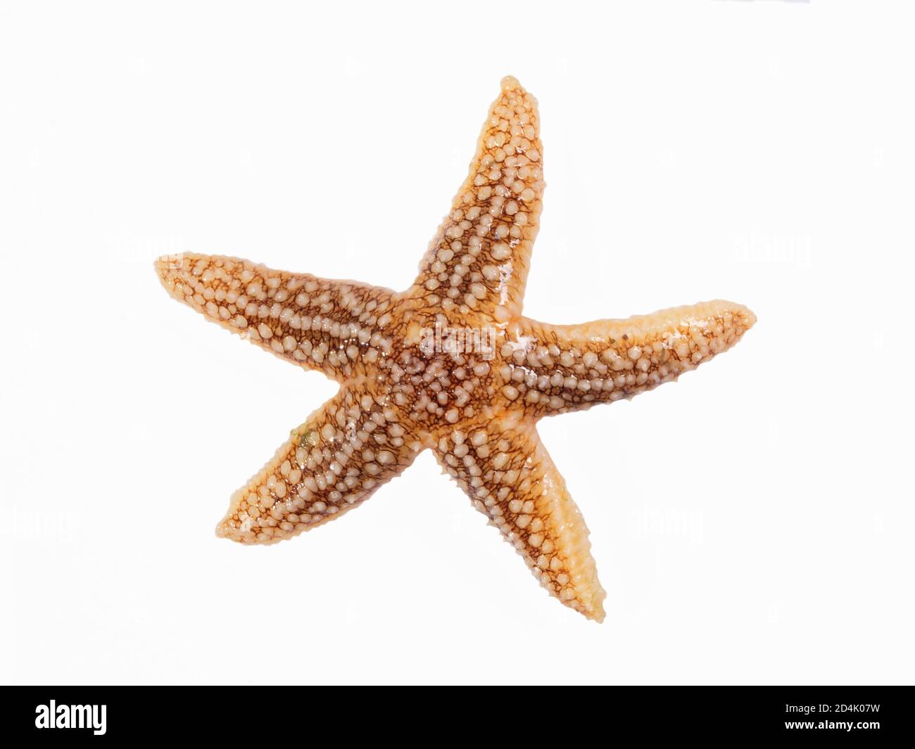 Starfish comune (Asterias rubens) su sfondo bianco, il Gower, Galles, Regno Unito, luglio. Foto Stock