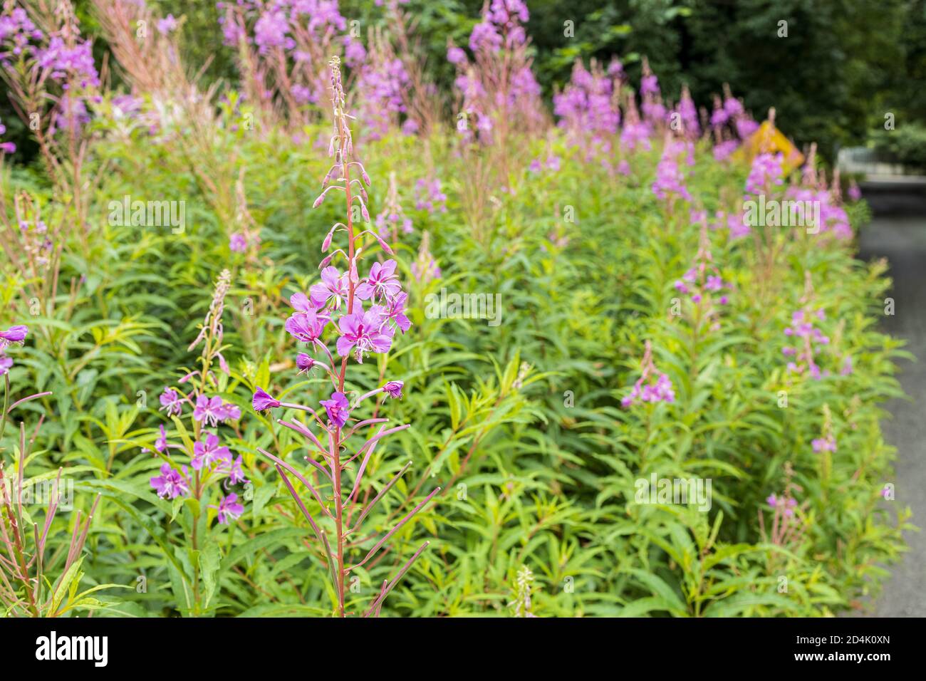 Fireweed, Epilobium angustifolium una specie di willowwherbs sulla strada nella contea di Kildare, Irlanda Foto Stock