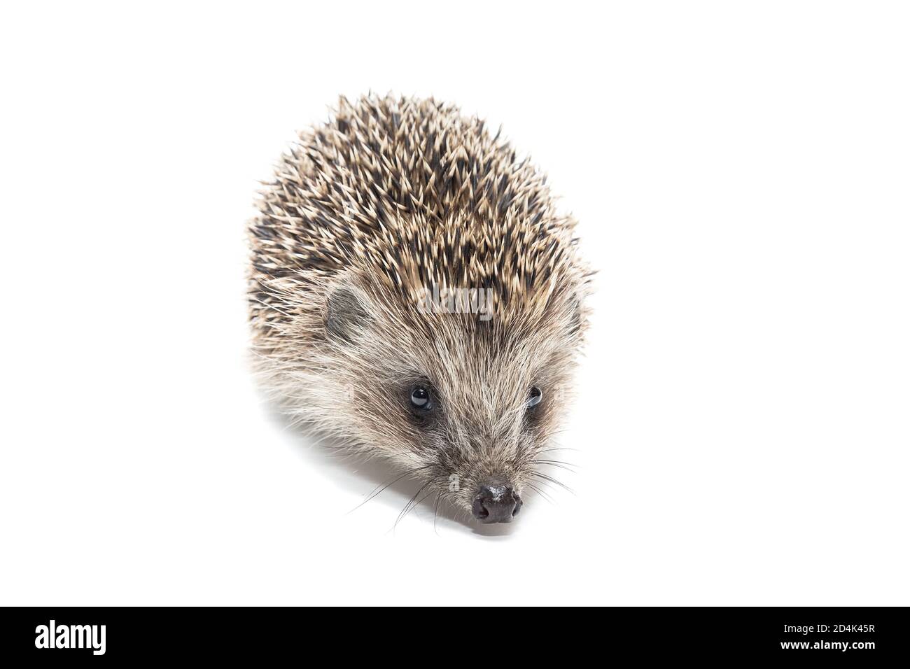 Un piccolo hedgehog isolato su uno sfondo bianco. Foto Stock