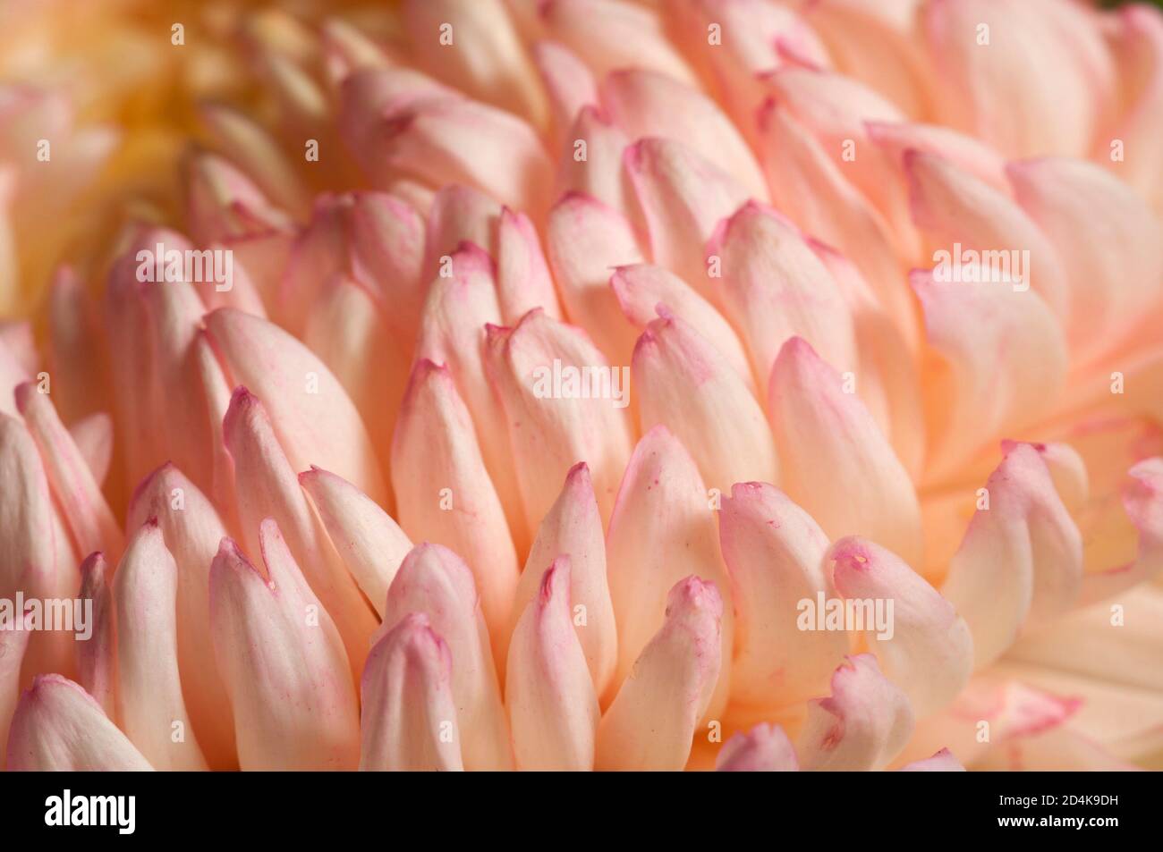 Fiore di crisantemo, colpo di primo piano, fuoco locale Foto Stock