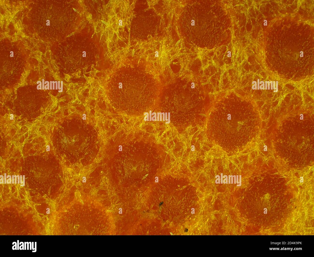 Fungo di aragosta (Hypomyces lactfluorum) sotto il microscopio, micrografia a luce riflessa, campo visivo orizzontale è di circa 1,2 mm Foto Stock