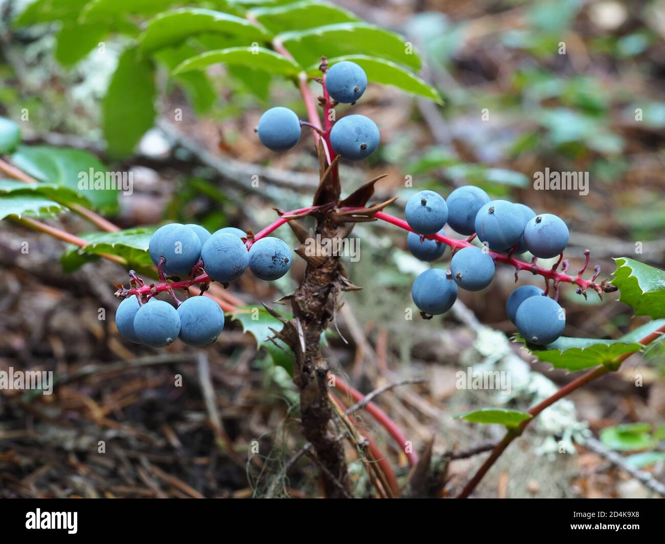 Piccolo cespuglio di uva dell'Oregon (Mahonia aquifolium) In una foresta del Pacifico nord-occidentale Foto Stock