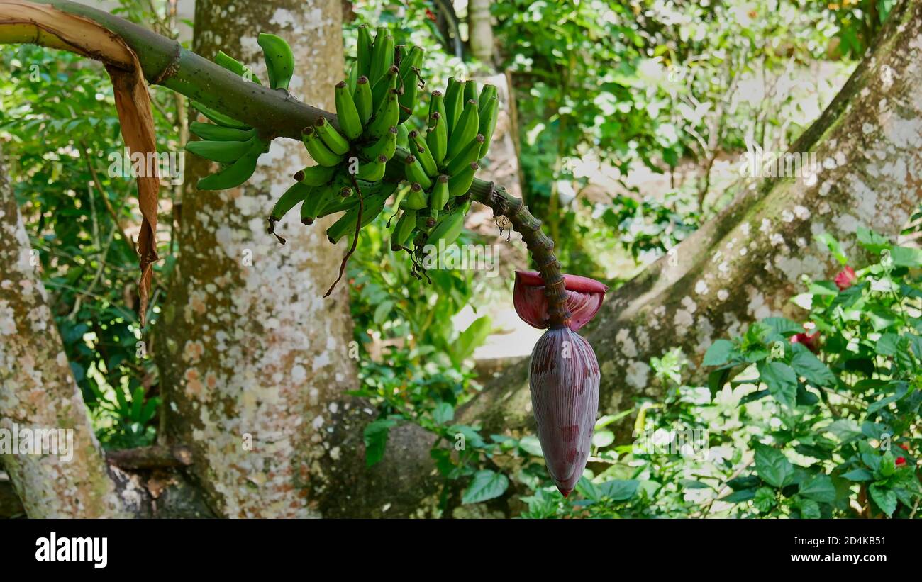 Vista in primo piano della pianta di banana (musa) con stelo di frutta e infiorescenza nella foresta pluviale tropicale dell'isola di la Digue, Seychelles. Foto Stock