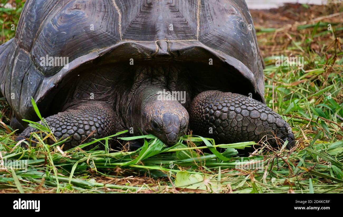 Primo piano vista frontale di testa e conchiglia di una vecchia tartaruga gigante (aldabrachelys) che mangia lentamente piante (foglie e erba) vicino alla spiaggia di Anse Lazio, Praslin. Foto Stock