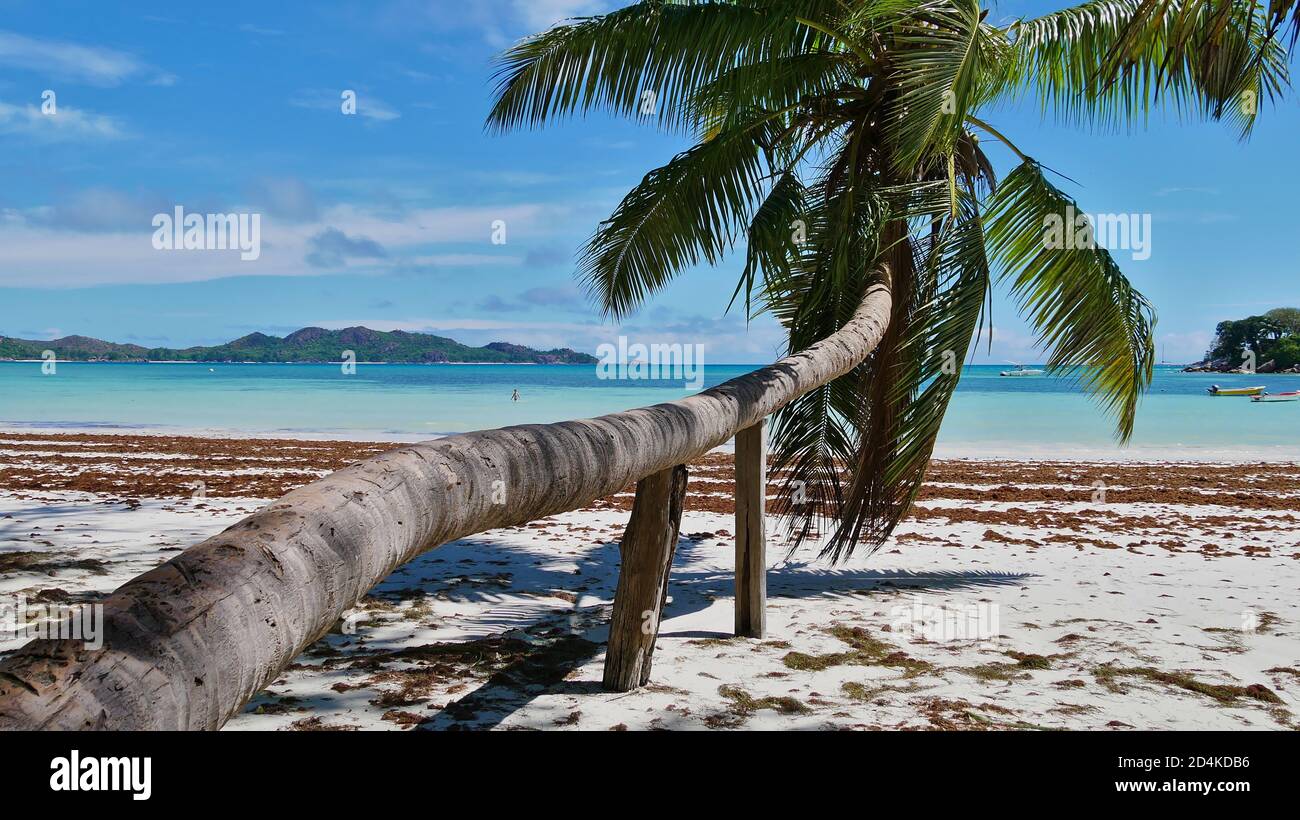 Lungo albero di cocco (Cocos nucifera) sulla spiaggia Anse Volbert sulla costa orientale dell'isola di Praslin, Seychelles con acqua turchese,. Foto Stock