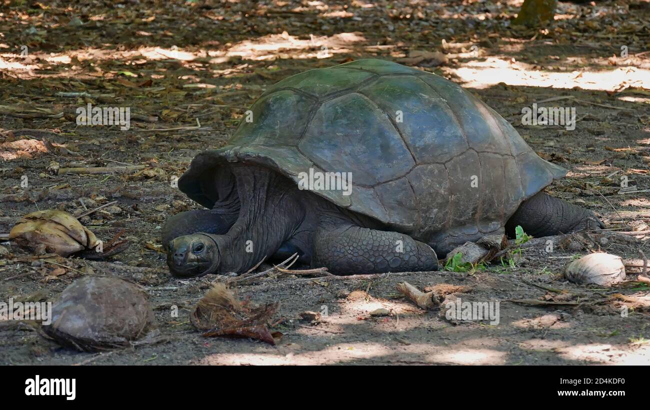 Vecchia tartaruga gigante (aldabrachelys) che riposa nel calore di mezzogiorno tra le noci di cocco sull'isola di Curieuse, Seychelles. Foto Stock