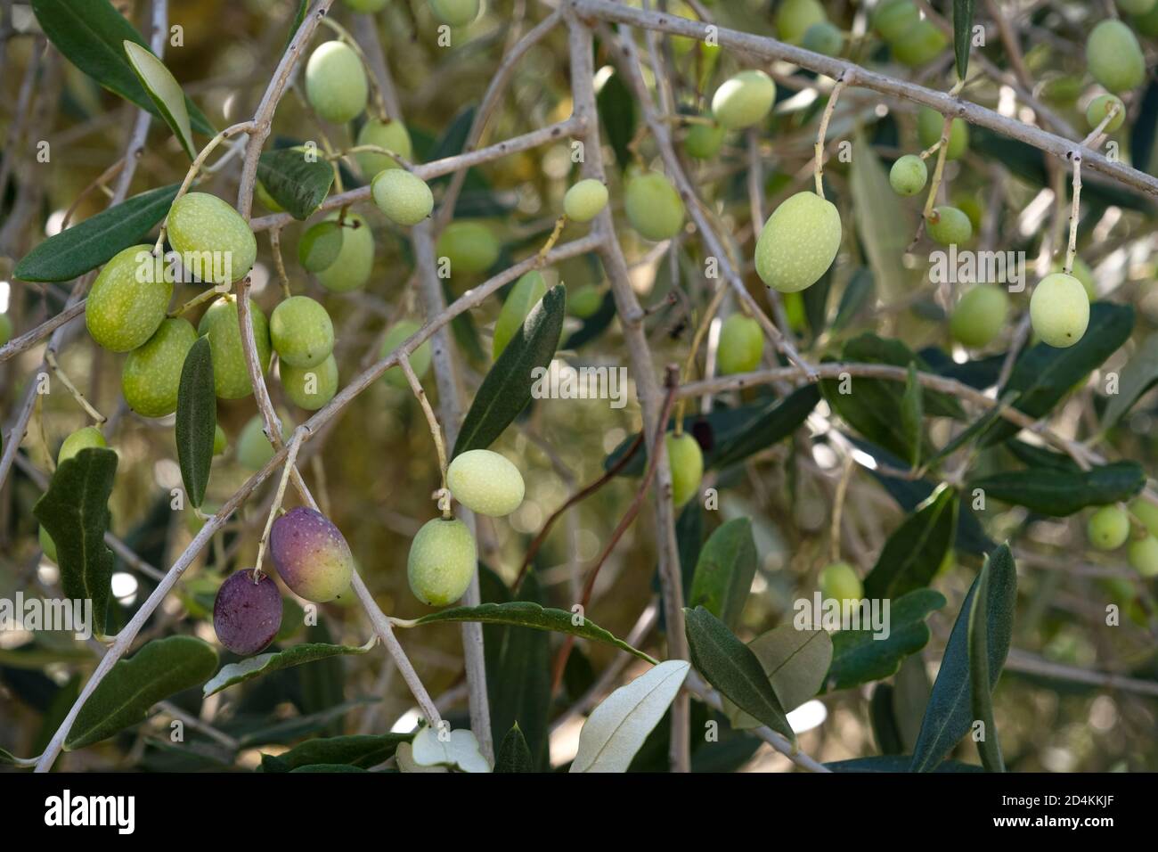 primo piano di una pianta di olivo con frutta Foto Stock