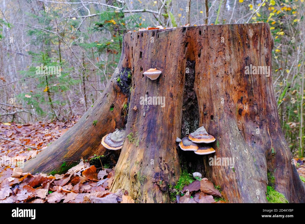 I funghi della crosta e della staffa, i polipori crescono su un vecchio ceppo dell'albero nella foresta di autunno con le foglie cadute Foto Stock