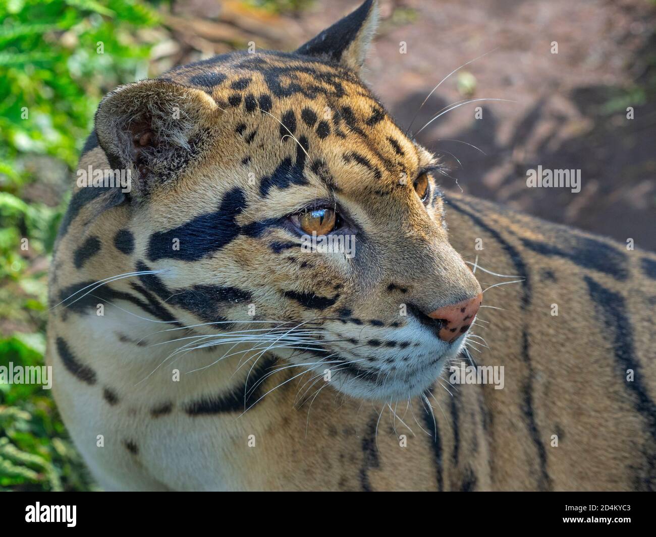 leopardo nuvoloso maschile Neofelis nebulosa Foto Stock