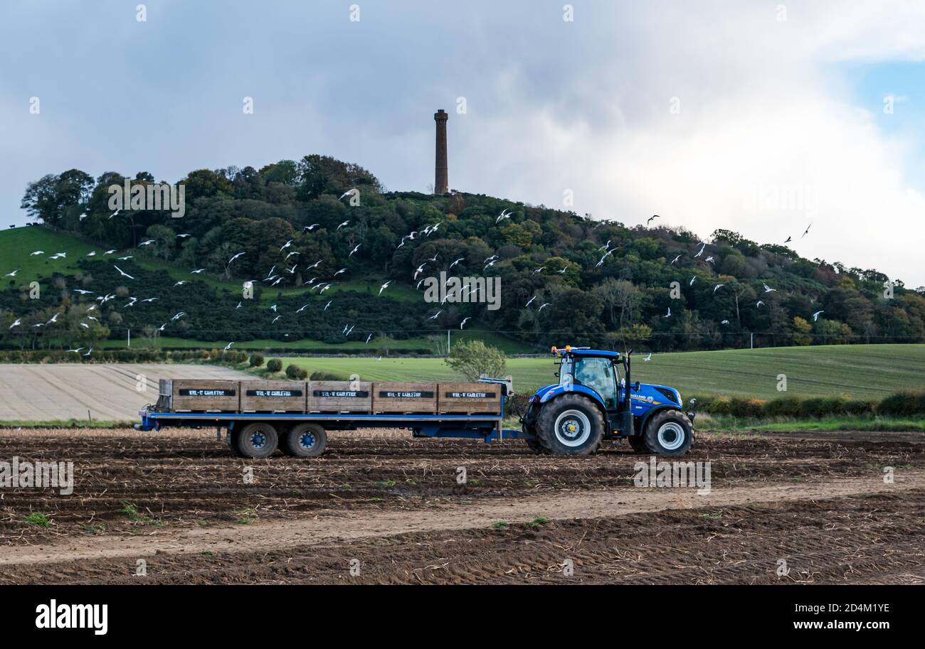 Rimorchio trainante con casse durante la raccolta delle patate, East Lothian, Scotland, UK Foto Stock