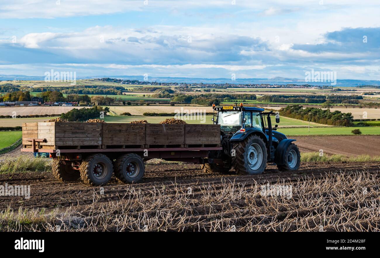 Trattore che traina rimorchio pieno di patate durante la raccolta di patate, Lothian orientale, Scozia, Regno Unito Foto Stock
