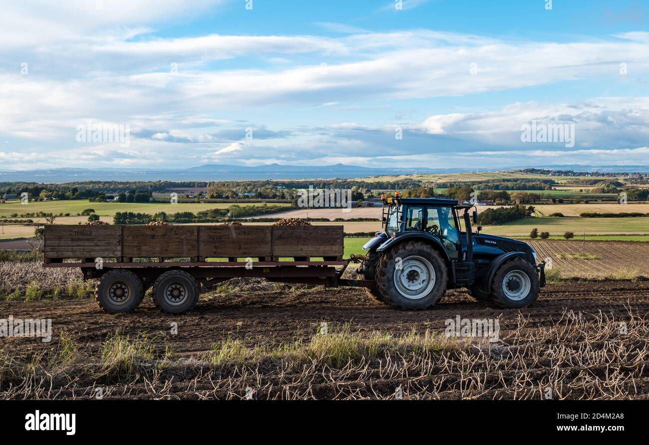 Trattore che traina rimorchio pieno di patate durante la raccolta di patate, Lothian orientale, Scozia, Regno Unito Foto Stock