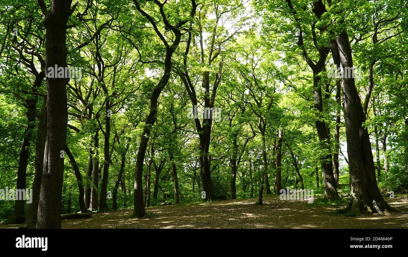 Se si scende al Woods oggi Foto Stock