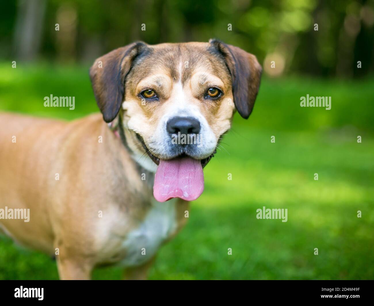 Un carino Beagle x Terrier razza mista cane in piedi all'aperto e la panoramica Foto Stock