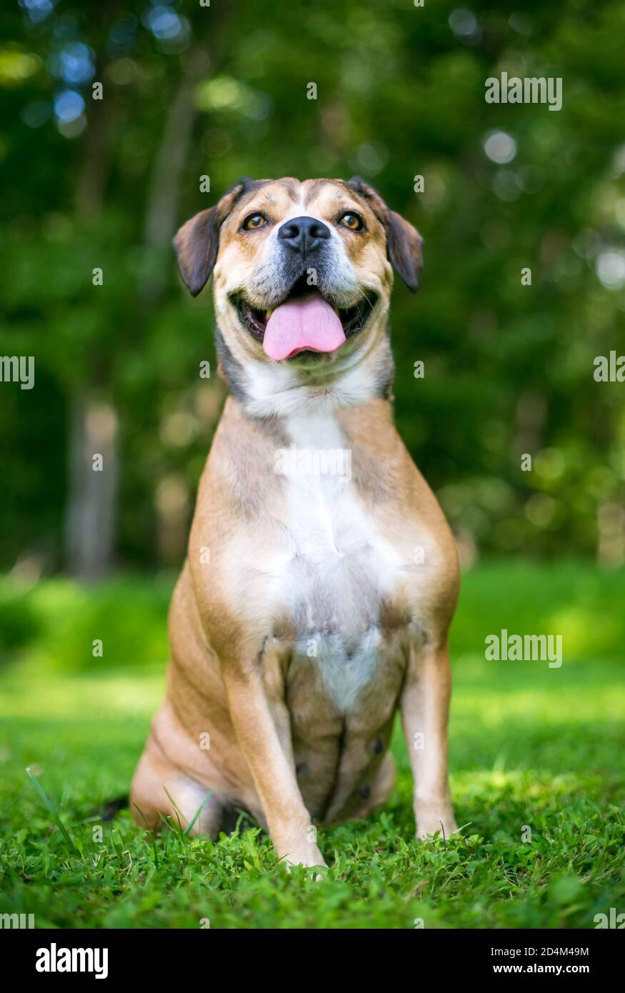 Un carino Beagle x Terrier razza mista cane seduta in l'erba Foto Stock
