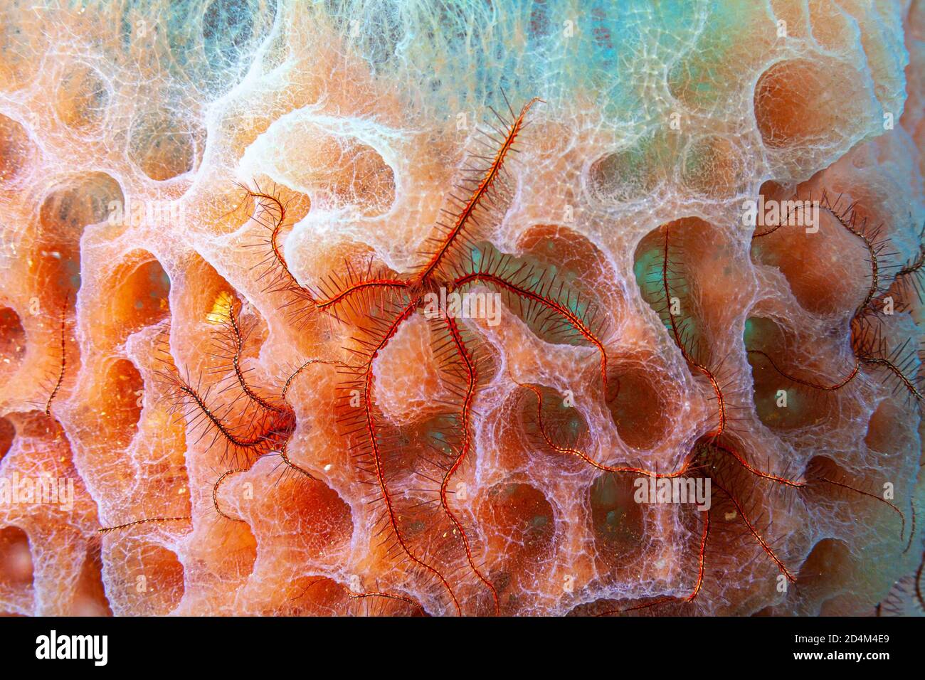 La spugna di Callyspugia plicifera, è una specie di spugna di mare appartenente alla famiglia delle Callyspuggiidae Foto Stock