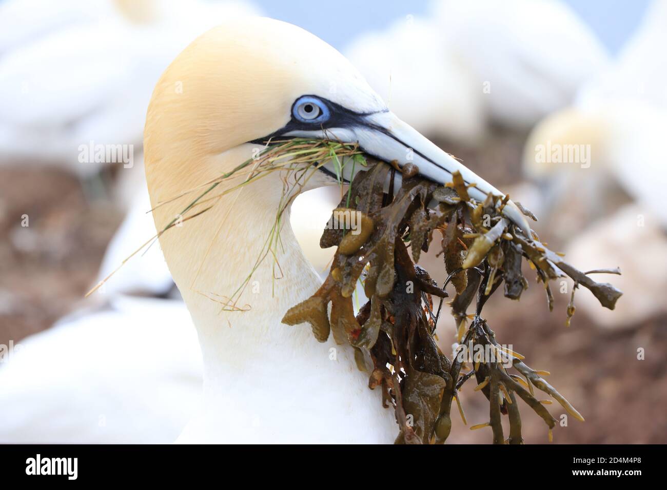 Helgoland Northern Gannet mangia alghe Foto Stock