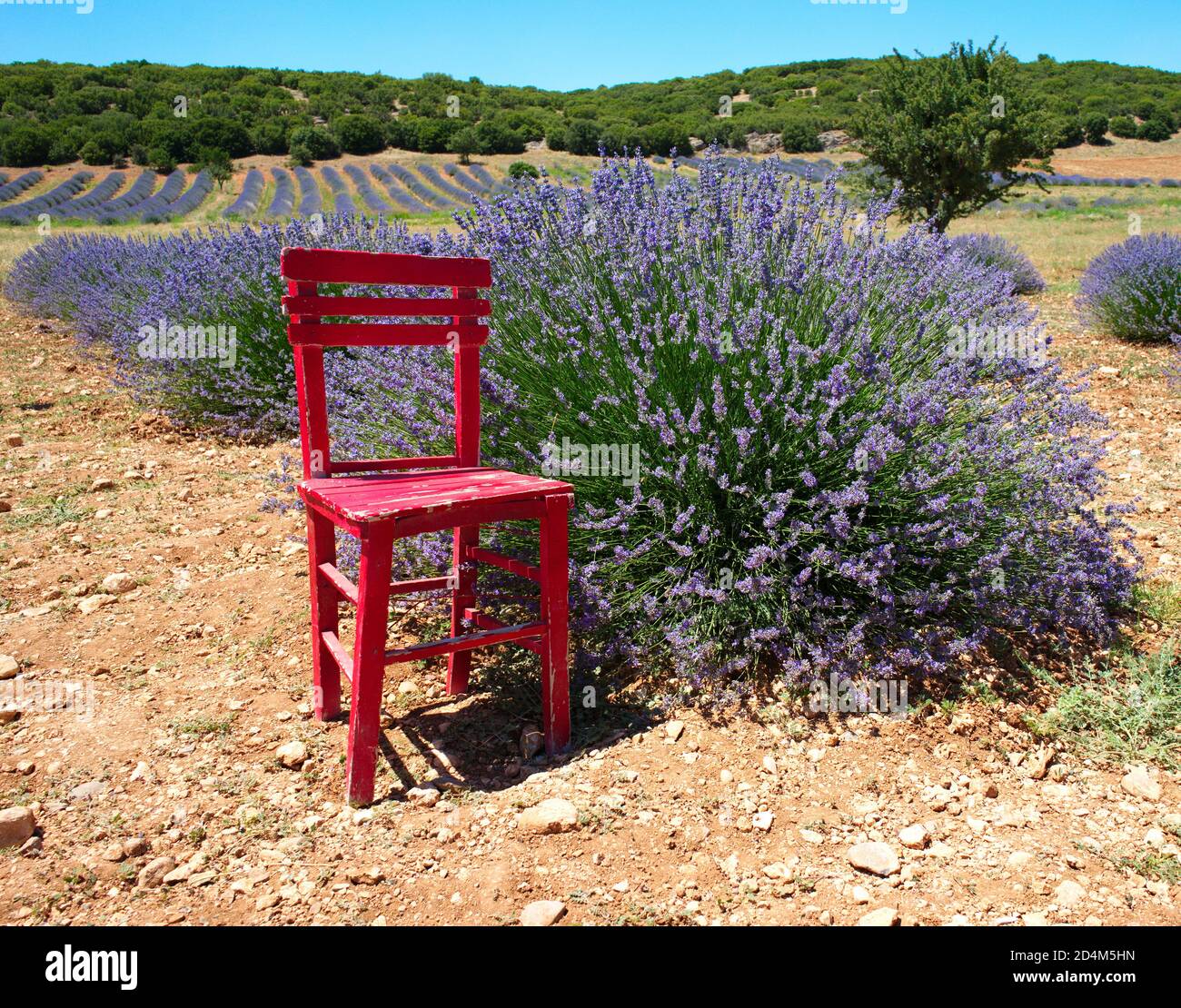 la vecchia sedia di legno nel giardino di lavanda. decorazione per gli scatti esterni Foto Stock