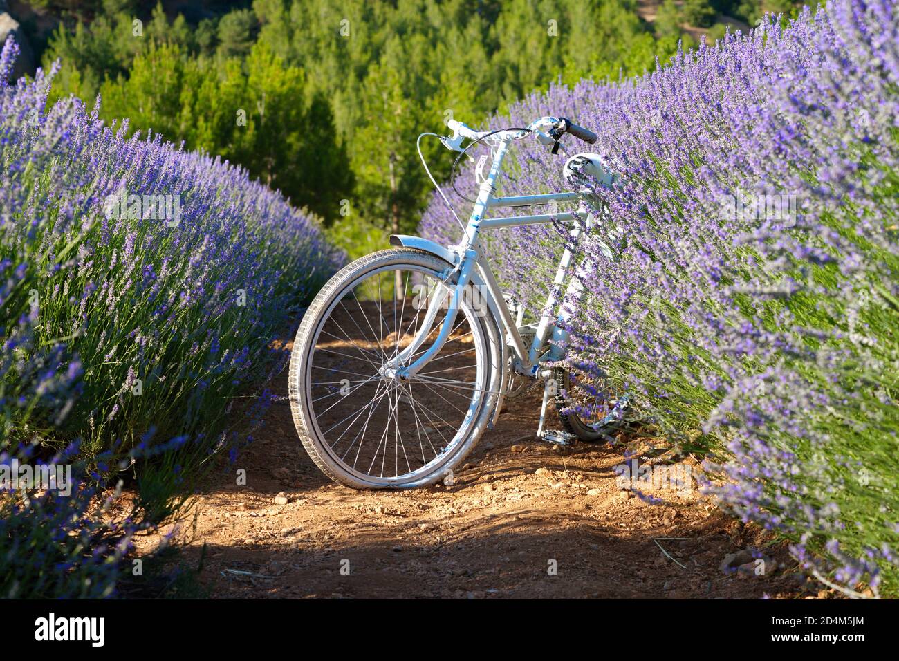 la bicicletta nel giardino di lavanda. decorazione per gli scatti esterni Foto Stock