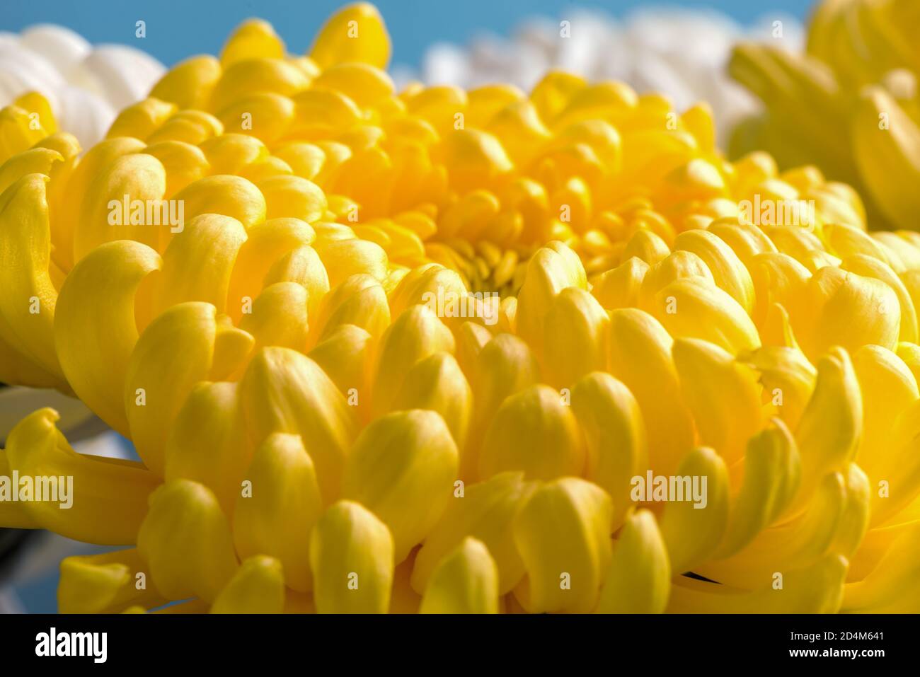 Astratto sfondo floreale, fiore giallo crisantemo. Macro fiori sfondo per il design del marchio per le vacanze. Foto Stock