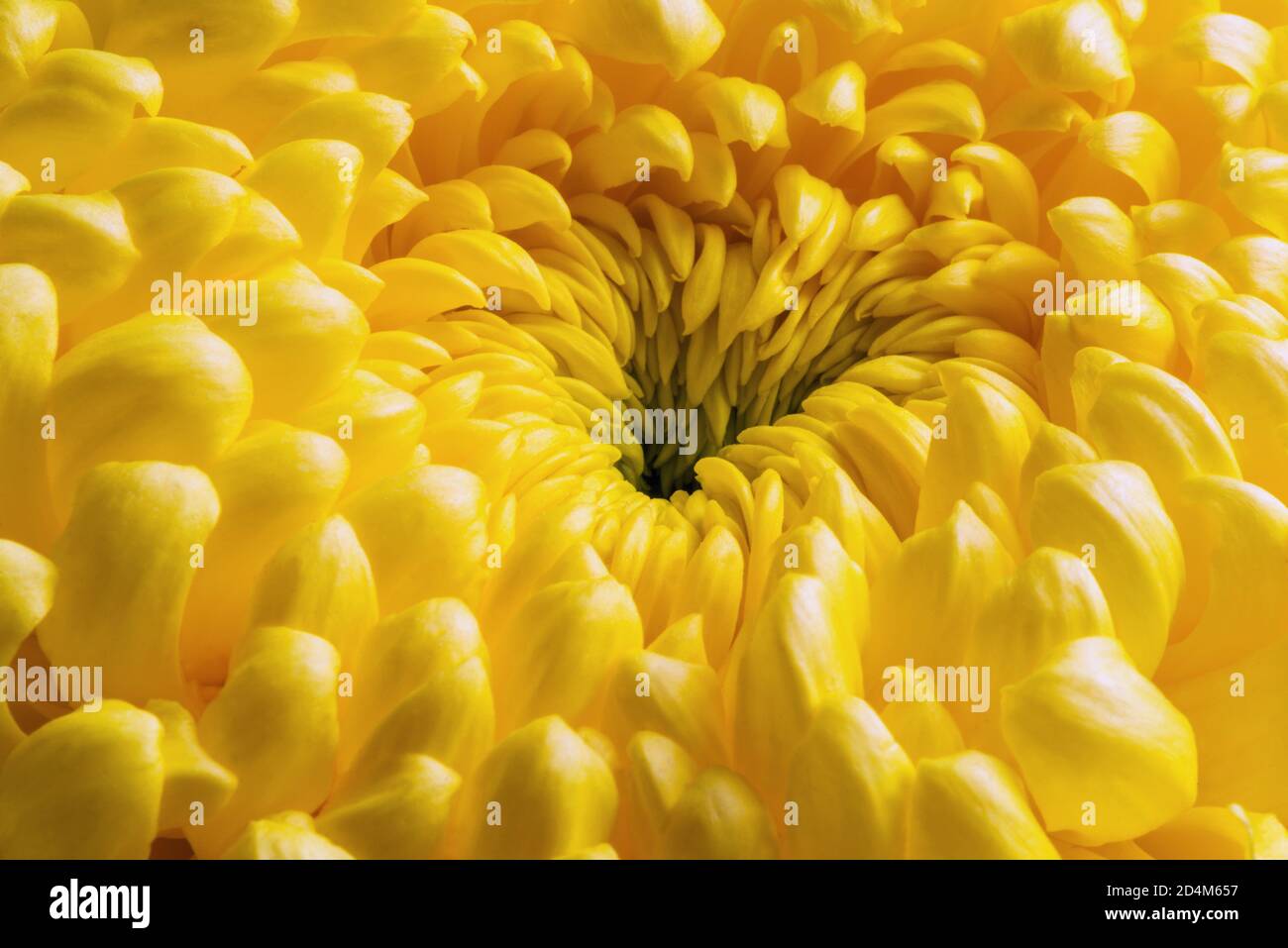 Astratto sfondo floreale, fiore giallo crisantemo. Macro fiori sfondo per il design del marchio per le vacanze. Foto Stock