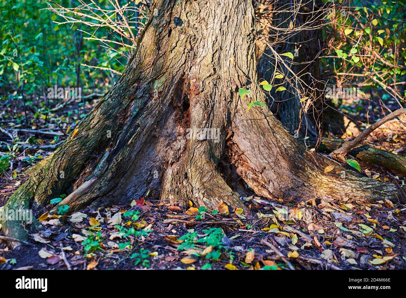 Vista sulla vegetazione e foglie di colore caduto su un pavimento di foresta. Foto Stock