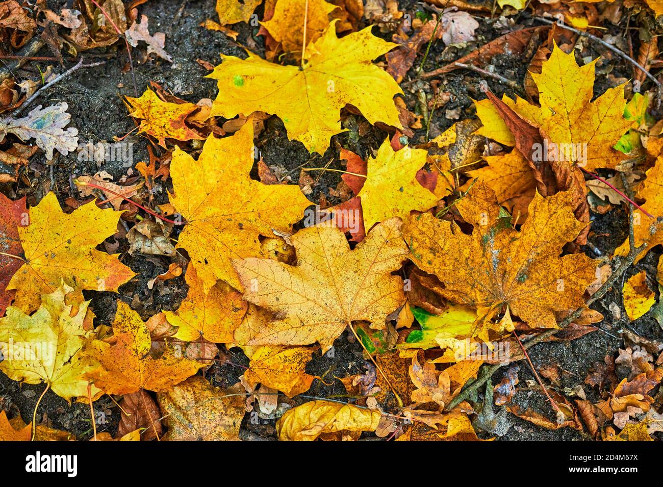 Vista sulla vegetazione e foglie di colore caduto su un pavimento di foresta. Foto Stock