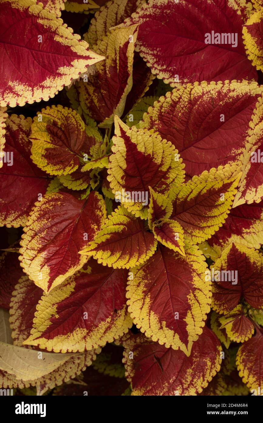 Solenostemon Scutellarioides ‘trusty rusty’ modelli e texture in natura Foto Stock