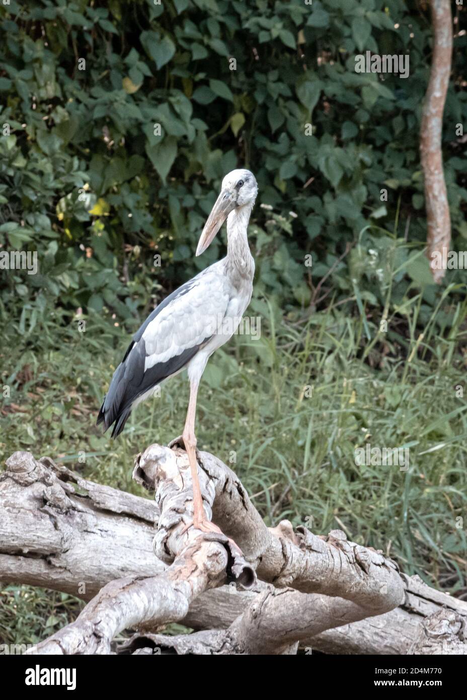 Touring Egret uccello avvistato in Buduruwagala riserva foresta, in piedi in un ramo albero caduto. Foto Stock