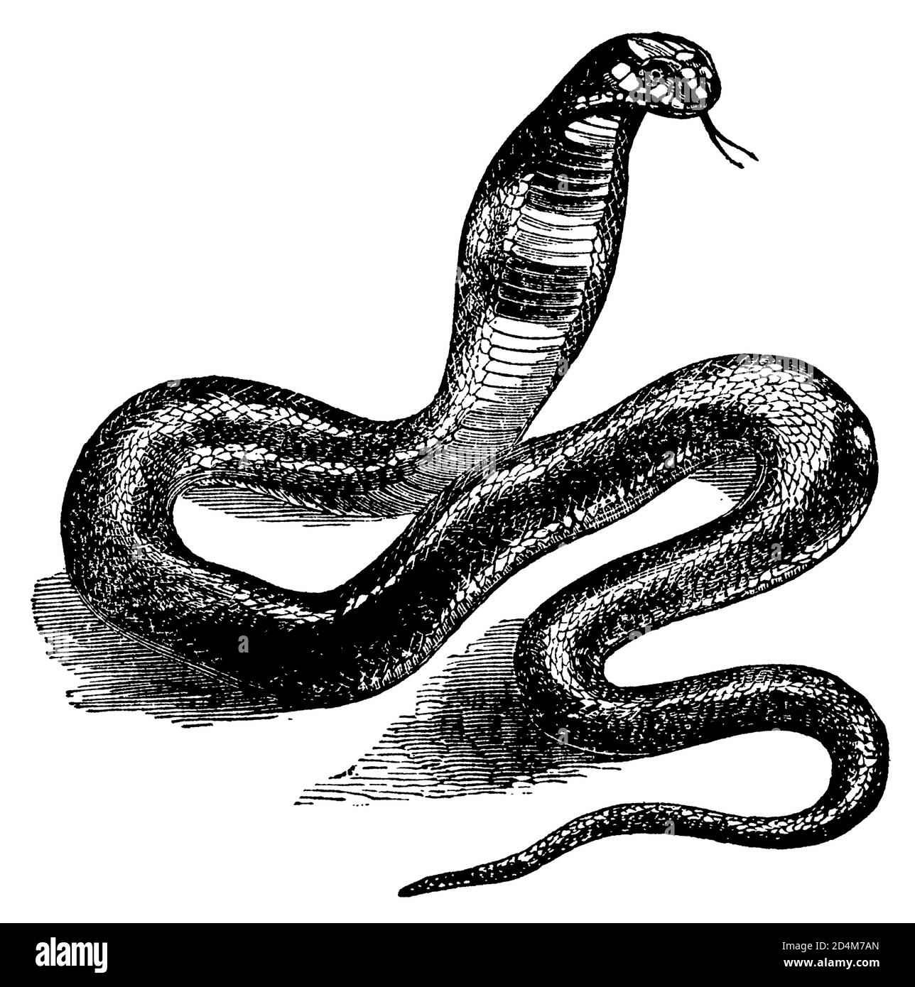 illustrazione ottocentesca di una cobra (isolata in bianco). Pubblicato in Systematischer Bilder-Atlas zum Conversations-Lexikon, Ikonographische Encyklop Foto Stock