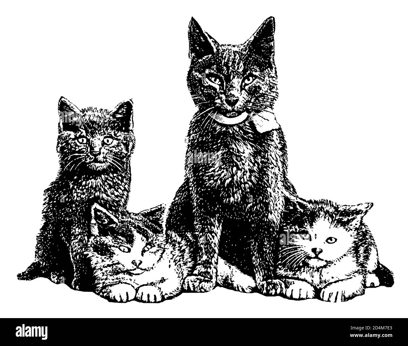 Incisione del gatto domestico e dei suoi gattini (isolati su bianco). Pubblicato in Systematischer Bilder-Atlas zum Conversations-Lexikon, Ikonographische Enc Foto Stock