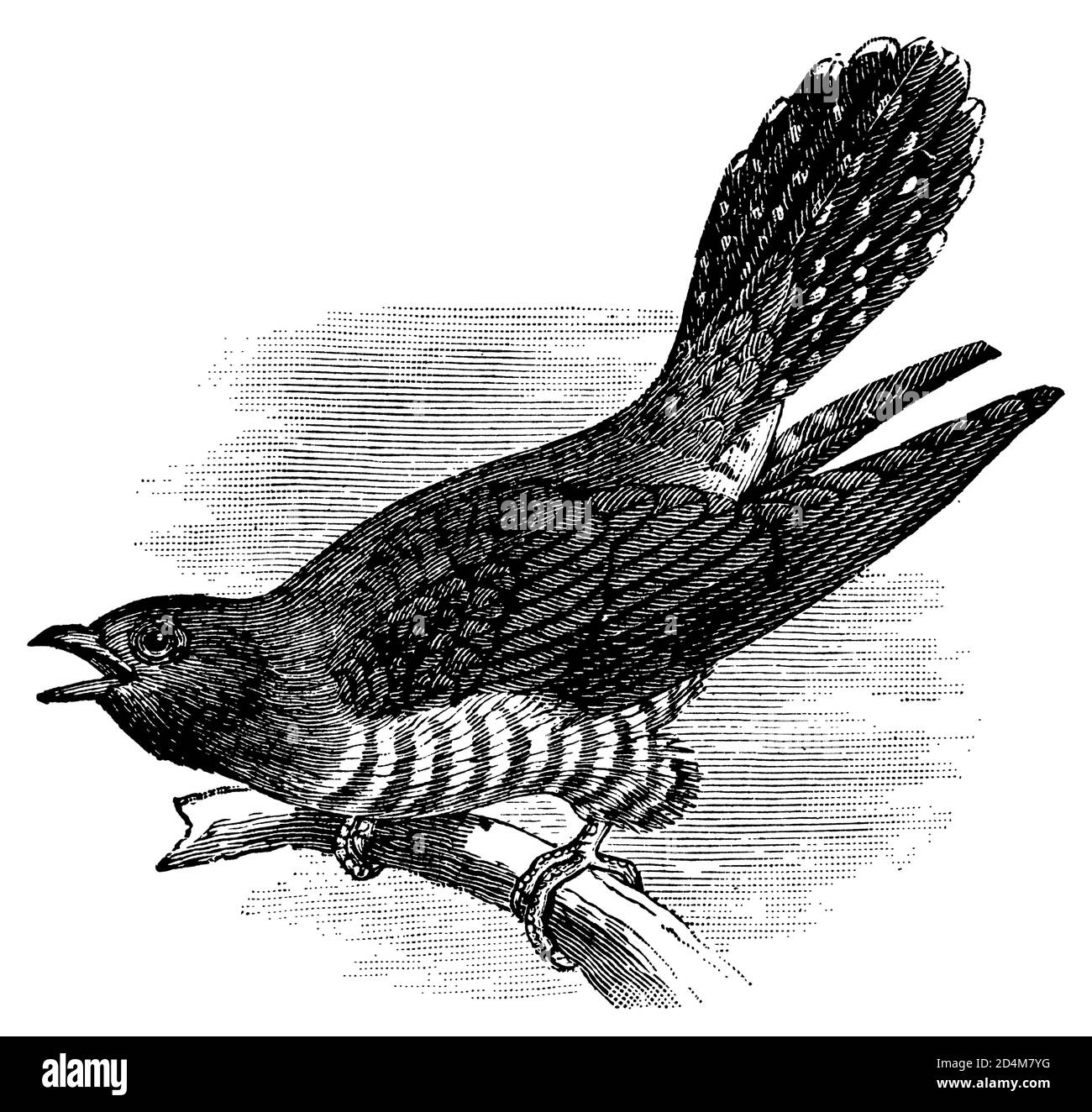Illustrazione classica di un uccello a cucù (isolato su bianco). Pubblicato in Systematischer Bilder-Atlas zum Conversations-Lexikon Foto Stock