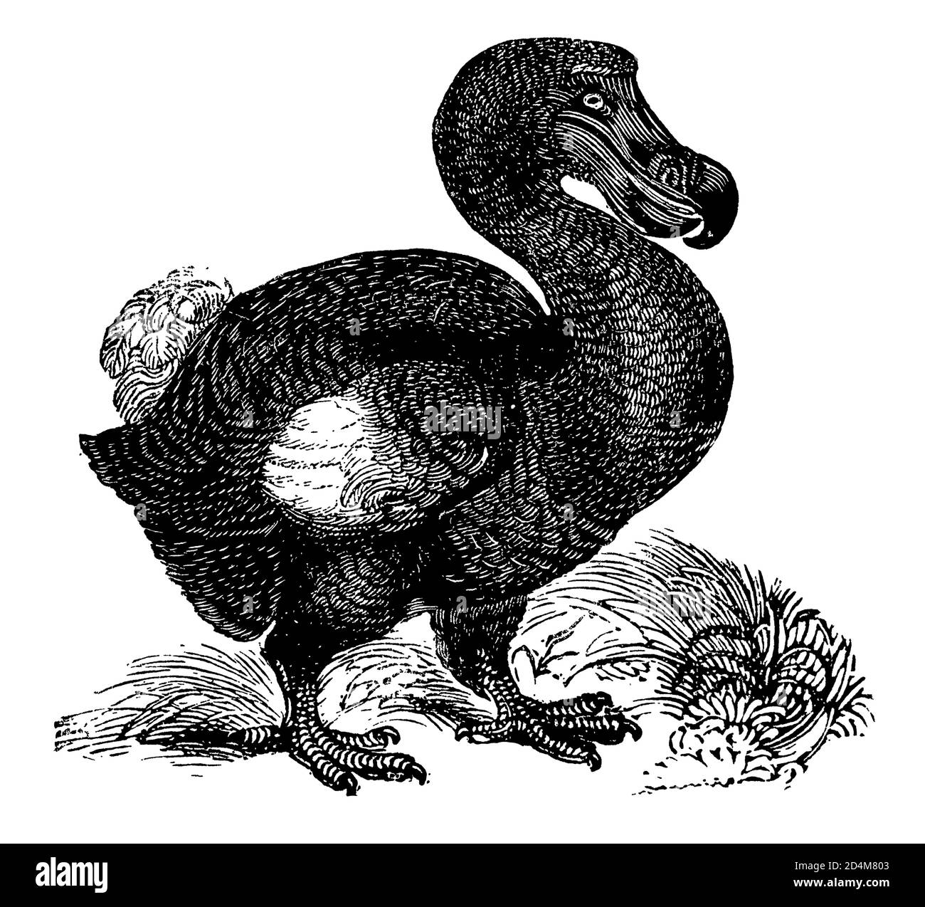 incisione del 19th° secolo di un uccello dodo (isolato su bianco). Pubblicato in Systematischer Bilder-Atlas zum Conversations-Lexikon Foto Stock