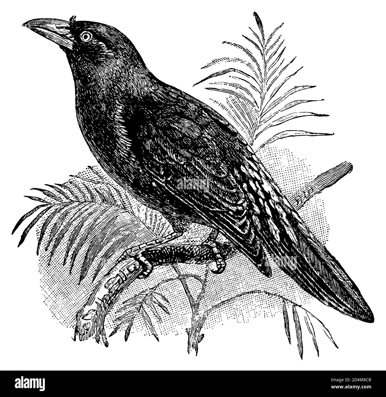 fringuello australiano - 7 Un fringuello Immagini senza sfondo e Foto Stock ritagliate - Alamy