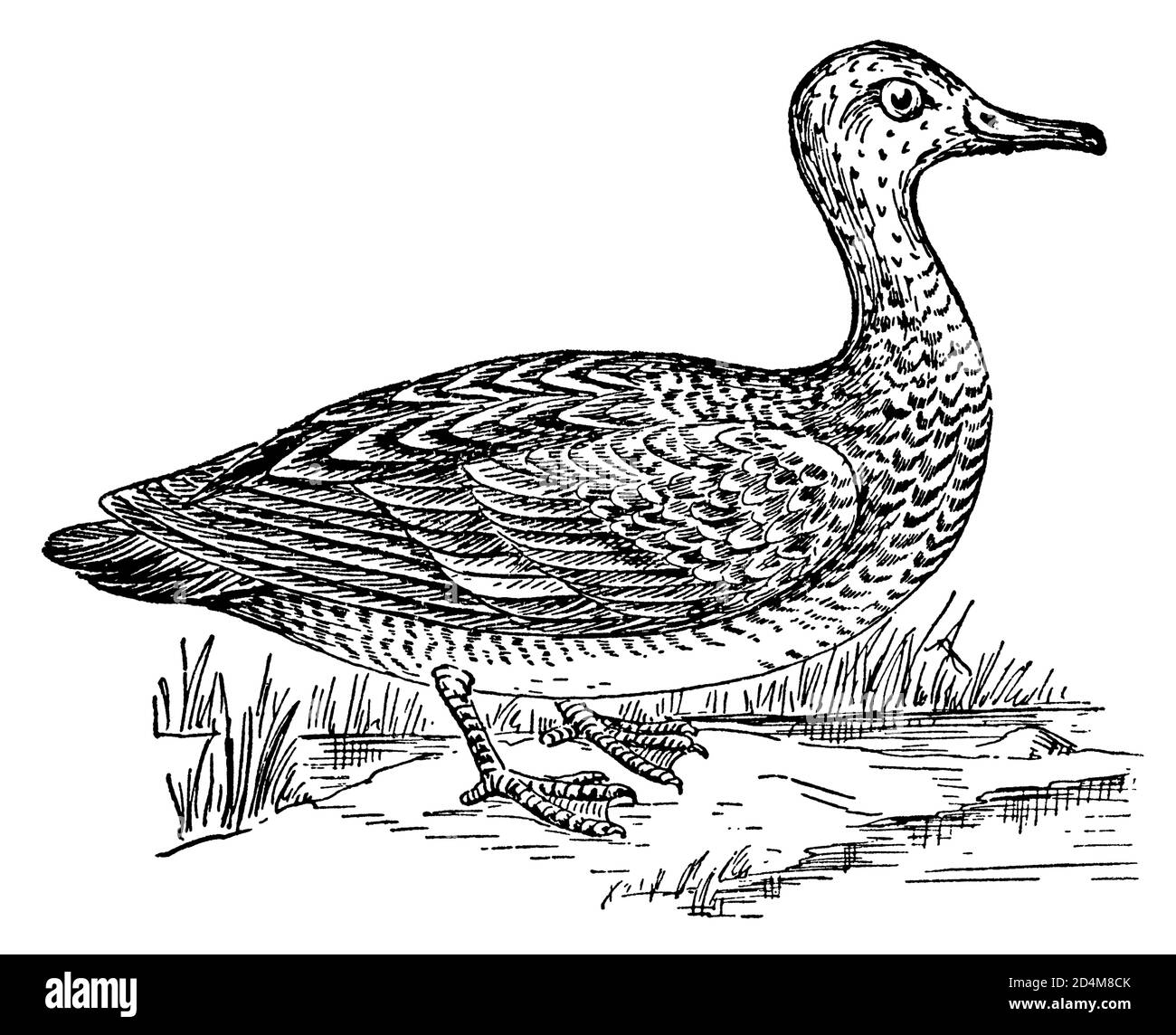 incisione ottocentesca di un gadwall (isolato su bianco). Pubblicato in Systematischer Bilder-Atlas zum Conversations-Lexikon, Ikonographische Encyklopa Foto Stock