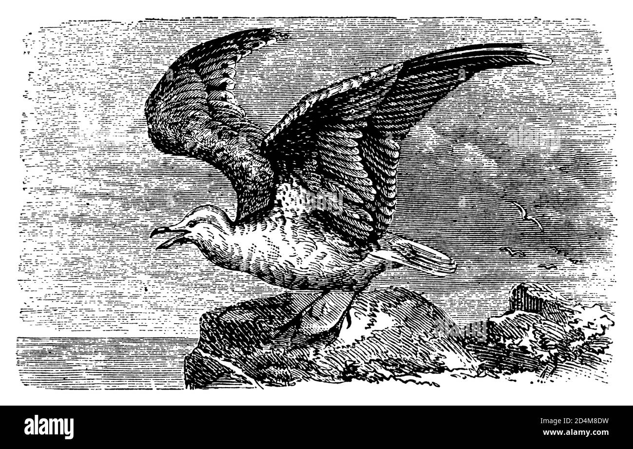 Antica illustrazione di un kittiwake (isolato su bianco). Pubblicato in Systematischer Bilder-Atlas zum Conversations-Lexikon, Ikonographische Encyklopa Foto Stock