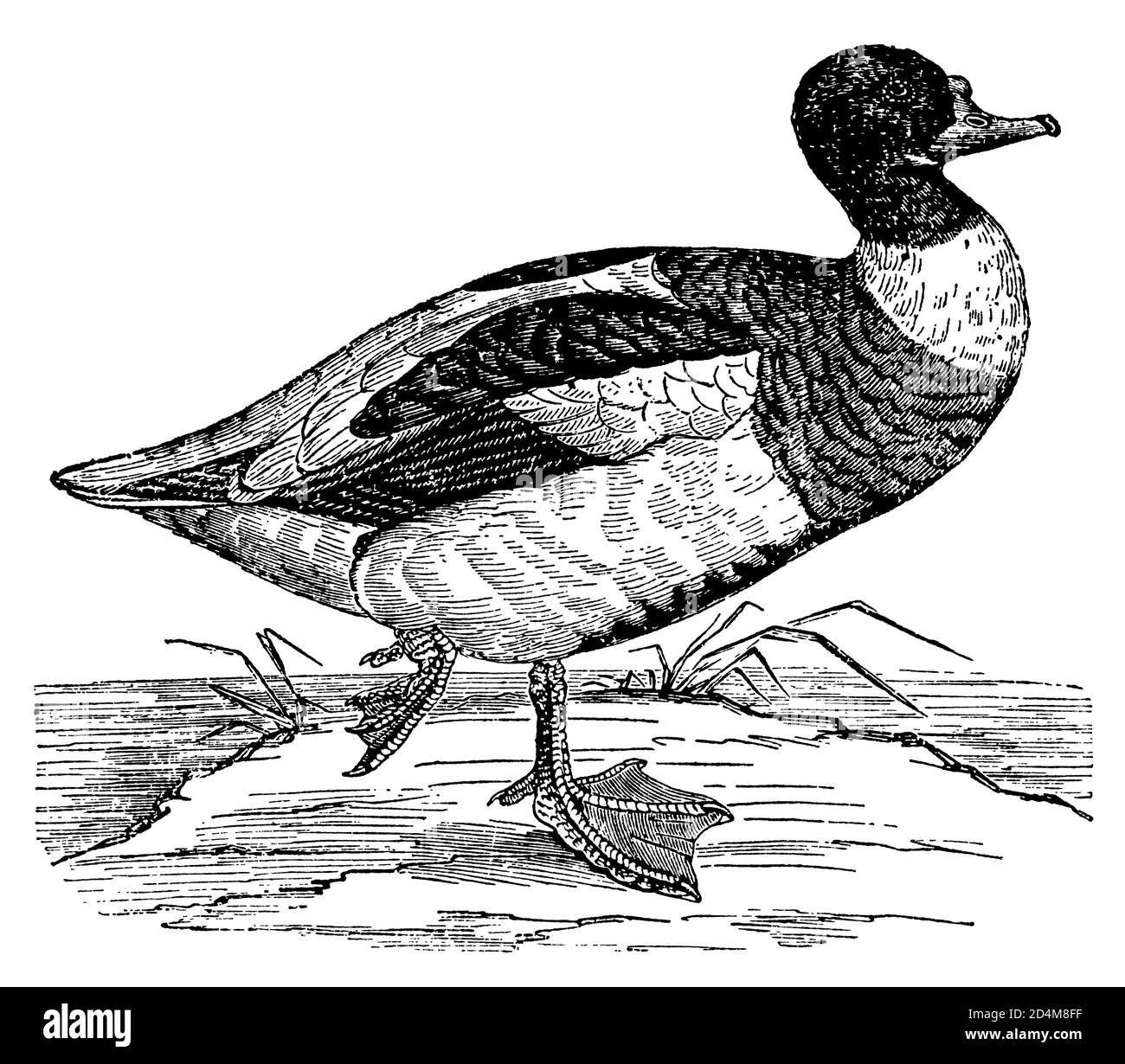 incisione ottocentesca di una shelduck (isolata su bianco). Pubblicato in Systematischer Bilder-Atlas zum Conversations-Lexikon, Ikonographische Encyklop Foto Stock