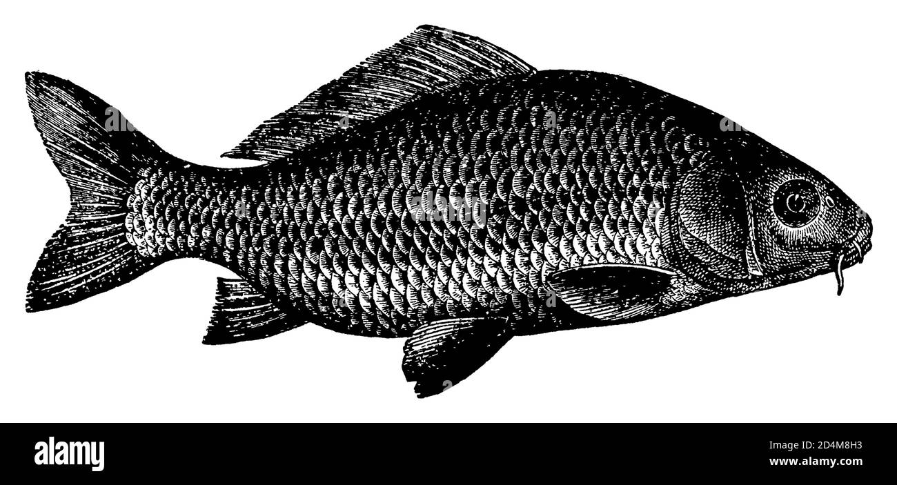 Vintage XIX secolo illustrazione di un pesce carpa (isolato su bianco). Pubblicato in Systematischer Bilder-Atlas zum Conversations-Lexikon, Ikonographis Foto Stock