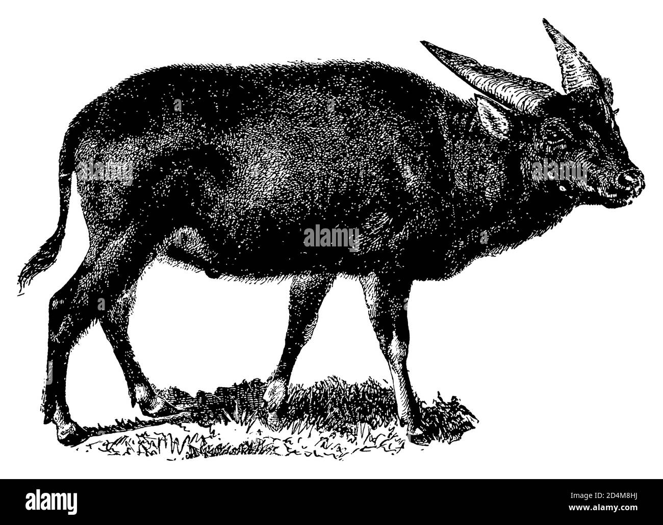 Illustrazione d'epoca di un anoa (isolato su bianco). Pubblicato in Systematischer Bilder-Atlas zum Conversations-Lexikon, Ikonographische Encyklopedie Foto Stock
