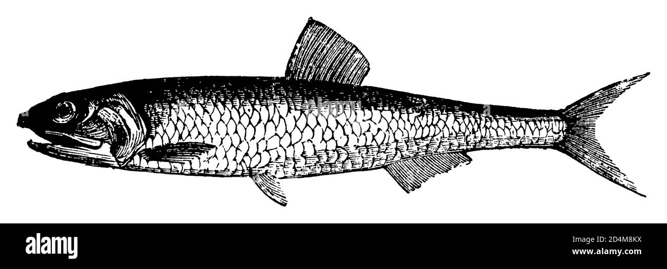 Antica illustrazione di un pesce acciuga (isolato su bianco). Pubblicato in Systematischer Bilder-Atlas zum Conversations-Lexikon, Ikonographische Encyk Foto Stock