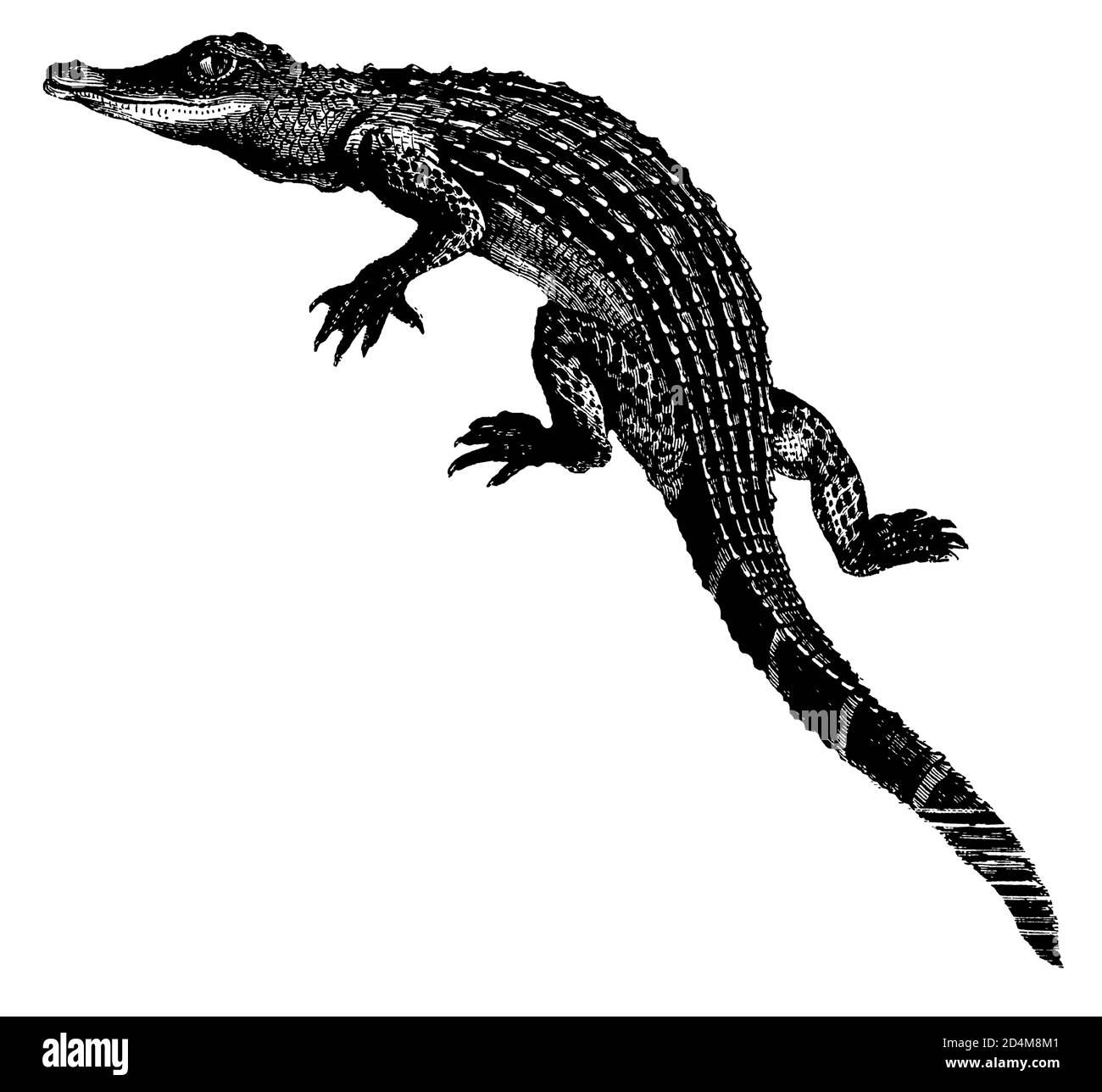 incisione ottocentesca di un alligatore (isolato su bianco). Pubblicato in Systematischer Bilder-Atlas zum Conversations-Lexikon, Ikonographische Encykl Foto Stock