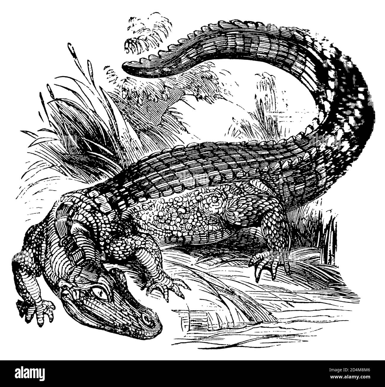 Incisione vintage di un alligatore (isolato su bianco). Pubblicato in Systematischer Bilder-Atlas zum Conversations-Lexikon, Ikonographische Encyklopaed Foto Stock