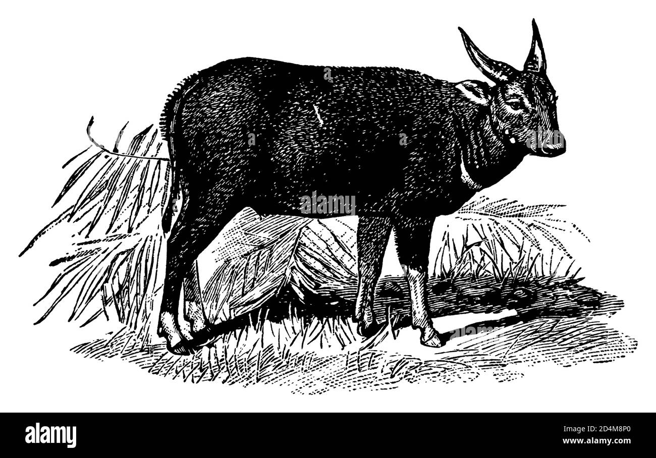 illustrazione ottocentesca di un anoa (isolato su bianco). Pubblicato in Systematischer Bilder-Atlas zum Conversations-Lexikon, Ikonographische Encyklop Foto Stock