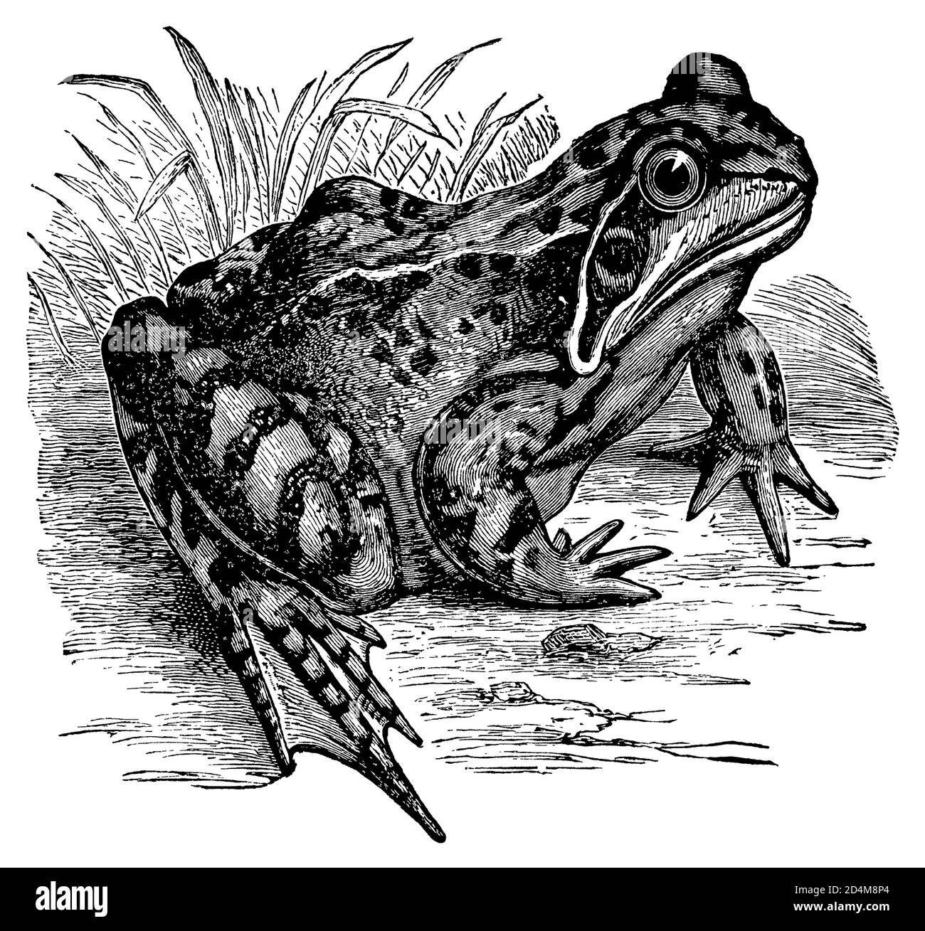 incisione ottocentesca di una rana comune (isolata su bianco). Pubblicato in Systematischer Bilder-Atlas zum Conversations-Lexikon, Ikonographische Encyk Foto Stock