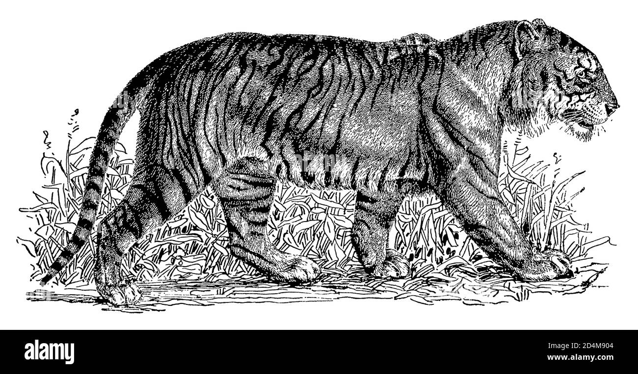 Antica illustrazione di una tigre (isolata su bianco). Pubblicato in Systematischer Bilder-Atlas zum Conversations-Lexikon, Ikonographische Encyklopedie Foto Stock
