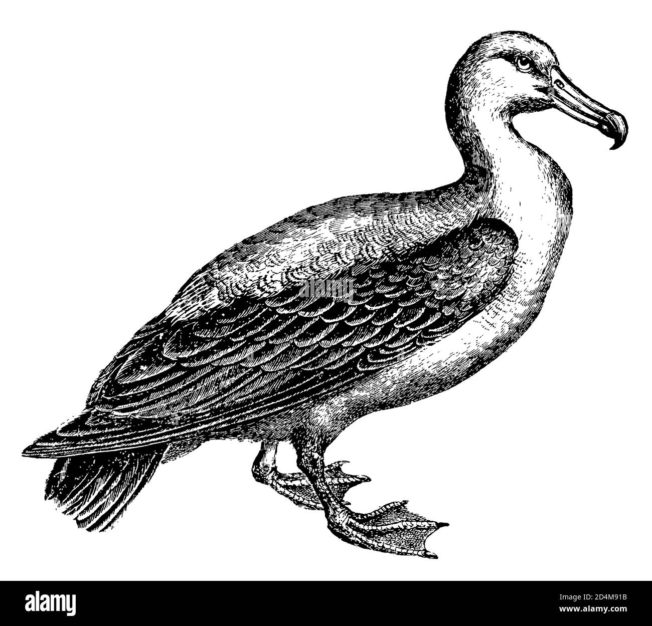 illustrazione del xix secolo di un albatross (isolato su bianco). Pubblicato in Systematischer Bilder-Atlas zum Conversations-Lexikon, Ikonographische Enc Foto Stock