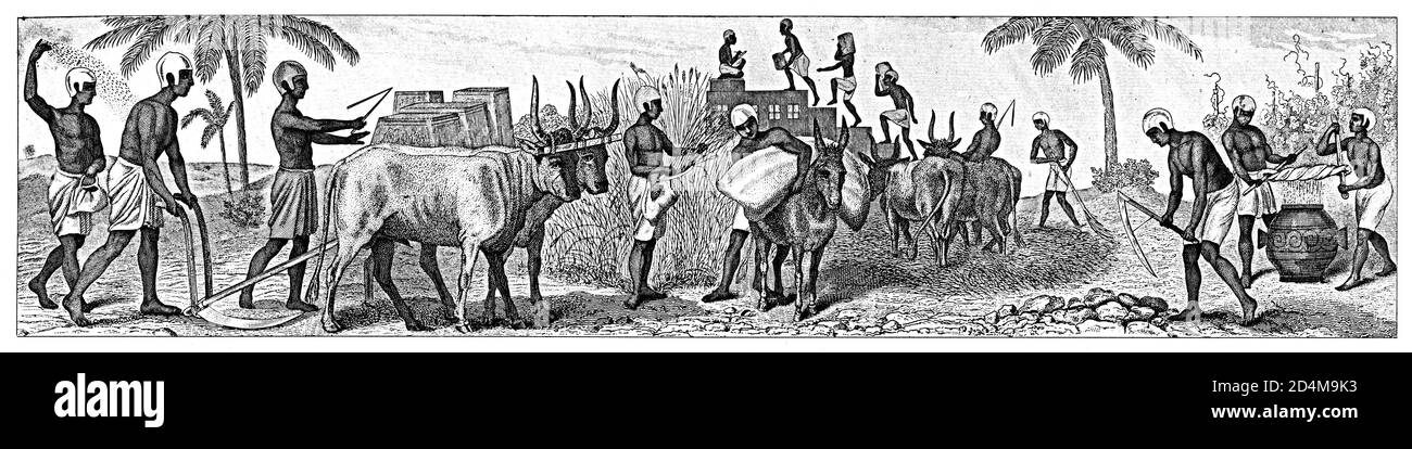 Incisione antica di scena della vita nell'antico Egitto - agricoltura (aratura, raccolta, raccolta di uva). Pubblicato in Systematischer Bilder-Atlas zum Foto Stock