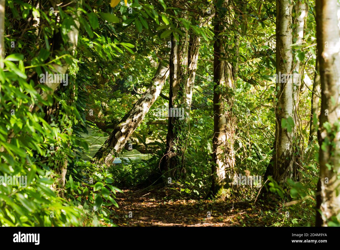 Scenario boschivo inglese all'inizio dell'autunno Foto Stock